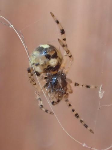 Theridion sp.